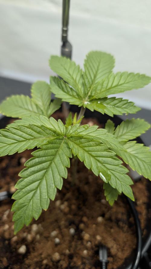 Amnesia - Super Strains. Week 4