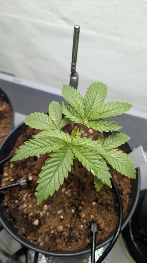 Amnesia - Super Strains. Week 4