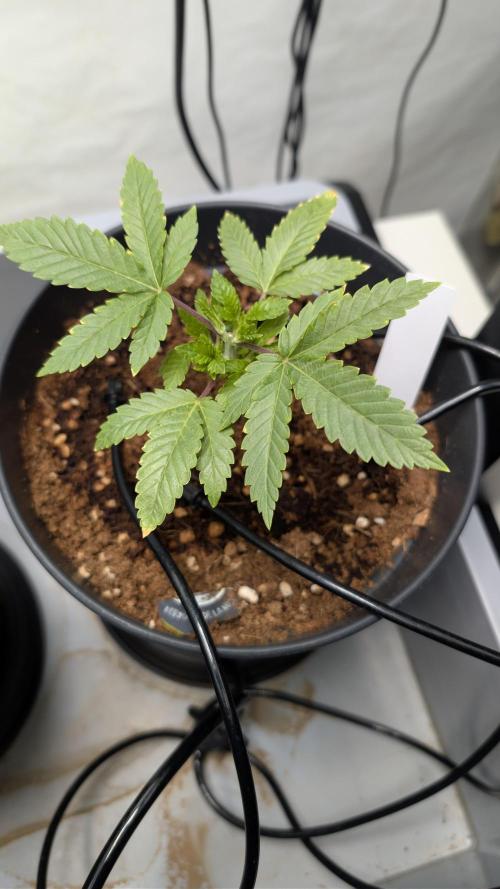 Hermana de la Noche - Super Strains. Week 4