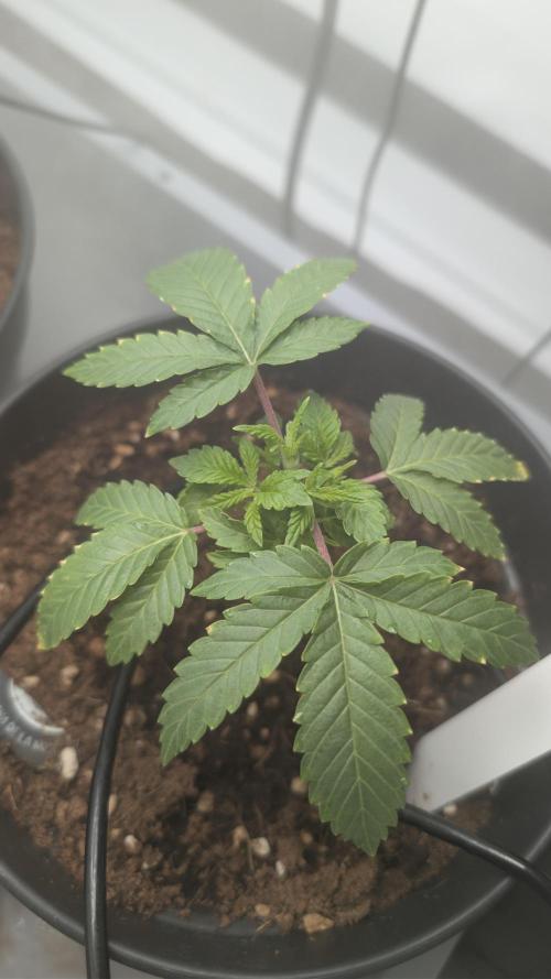 Hermana de la Noche - Super Strains. Week 4