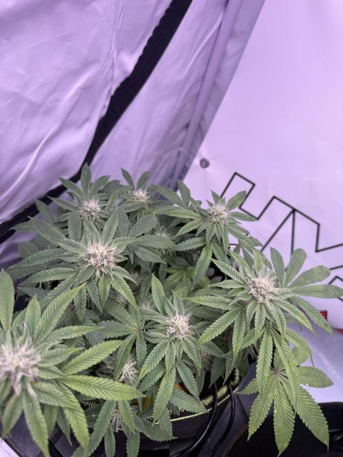 Purple Punch - Super Strains. Week 12
