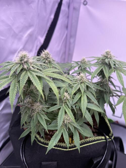 Purple Punch - Super Strains. Week 12
