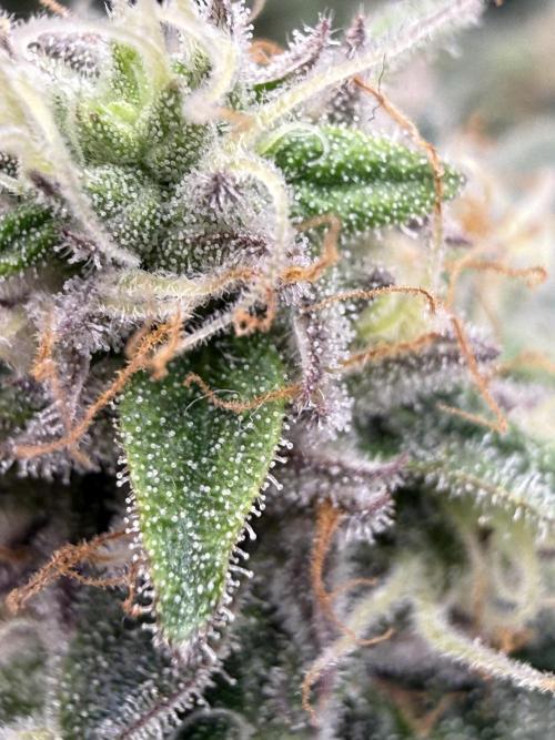 Purple Punch - Super Strains. Week 13
