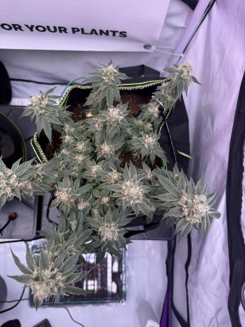 Purple Punch - Super Strains. Week 13