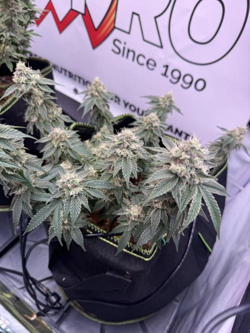 Purple Punch - Super Strains. Week 14