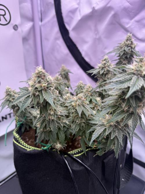 Purple Punch - Super Strains. Week 14