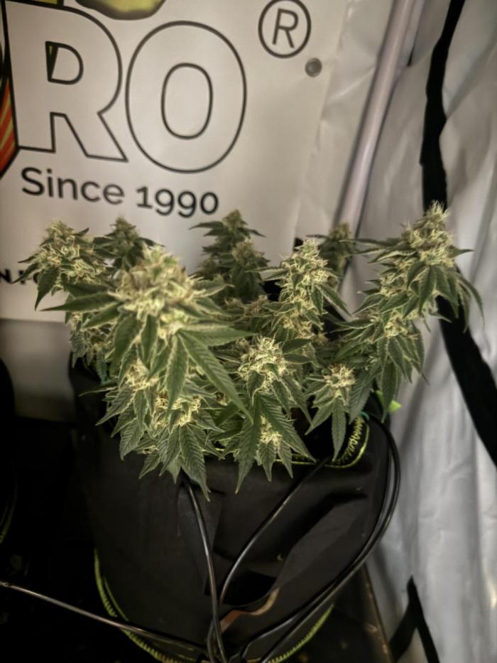Purple Punch - Super Strains. Week 15