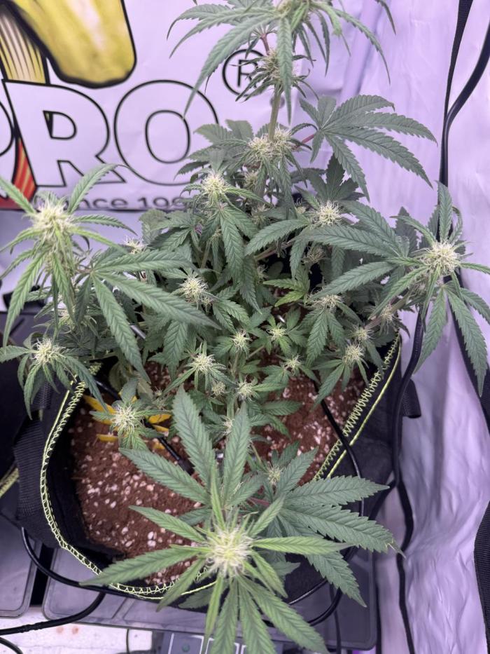 Black Domina - Superstrainseeds. Week 12