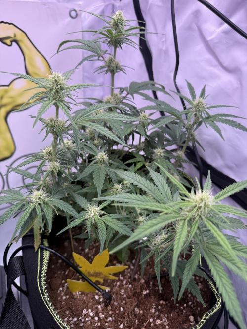 Black Domina - Superstrainseeds. Week 13