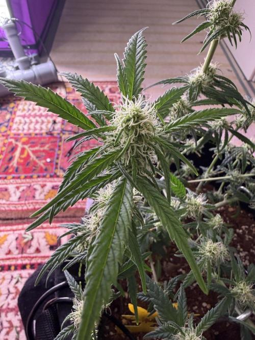 Black Domina - Superstrainseeds. Week 13