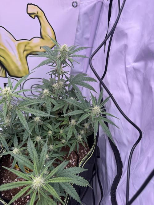 Black Domina - Superstrainseeds. Week 14