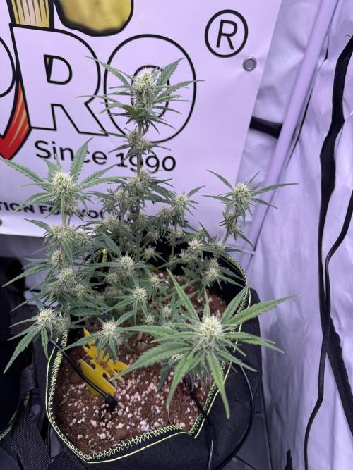 Black Domina - Superstrainseeds. Week 14