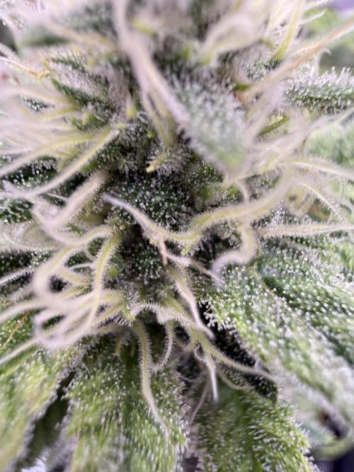 Black Domina - Superstrainseeds. Week 15