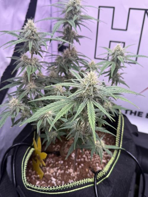 Black Domina - Superstrainseeds. Week 15