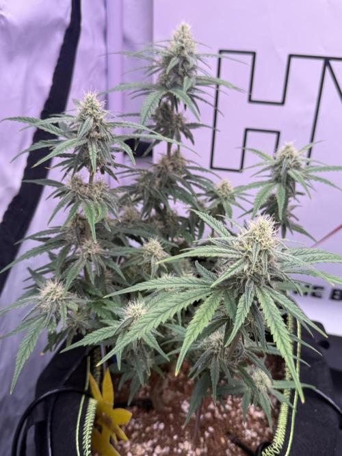 Black Domina - Superstrainseeds. Week 16