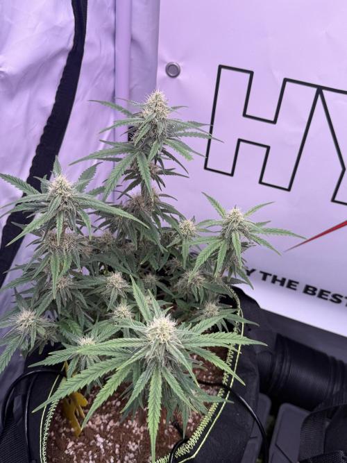 Black Domina - Superstrainseeds. Week 16