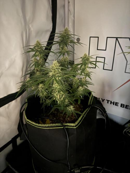Black Domina - Superstrainseeds. Week 16