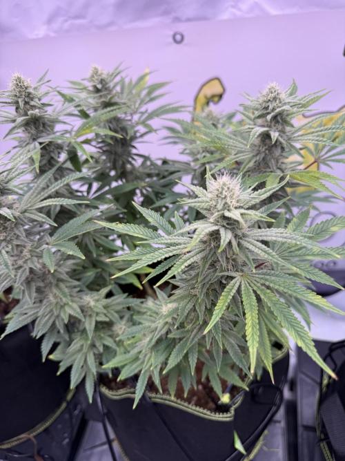 Apple Gelato - Super Strains. Week 12