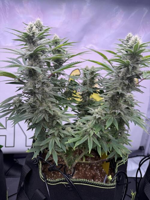 Apple Gelato - Super Strains. Week 12