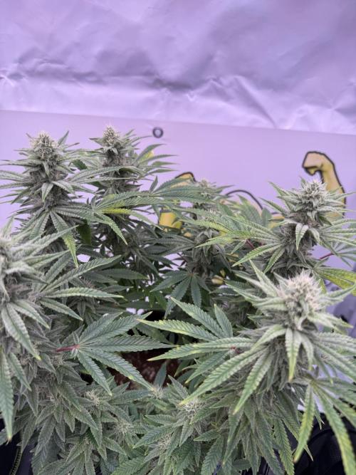 Apple Gelato - Super Strains. Week 13