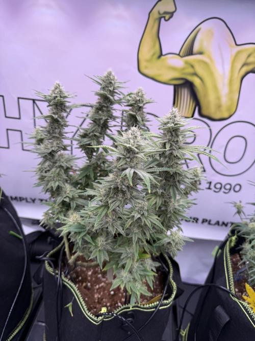 Apple Gelato - Super Strains. Week 13