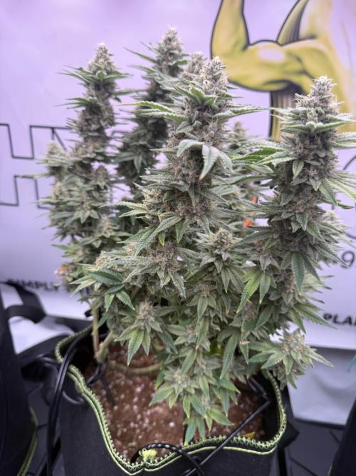 Apple Gelato - Super Strains. Week 14