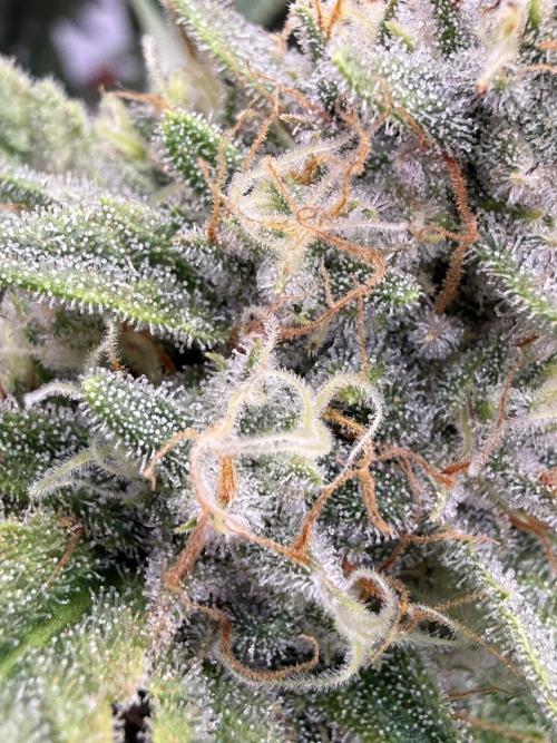 Apple Gelato - Super Strains. Week 14