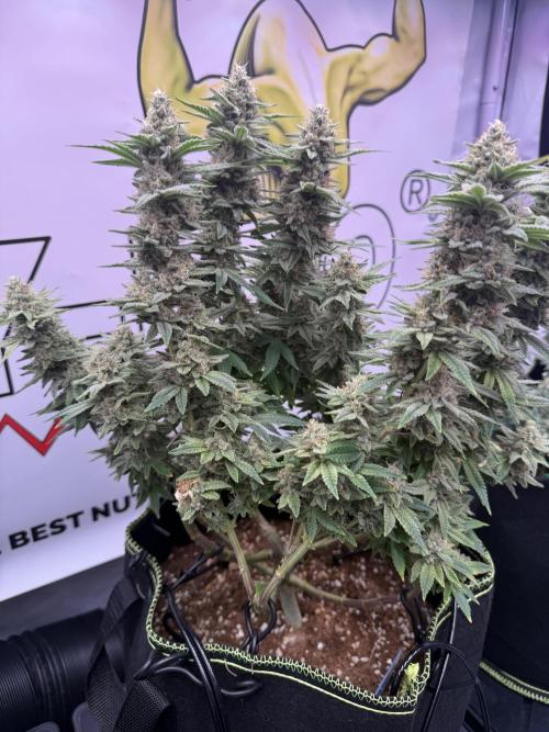 Apple Gelato - Super Strains. Week 15