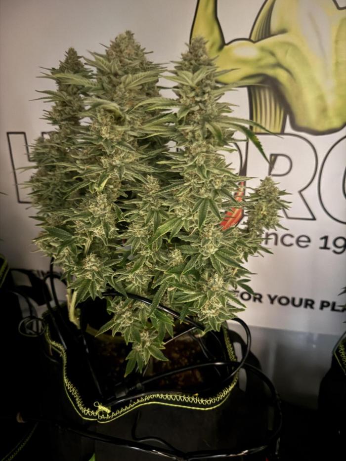 Apple Gelato - Super Strains. Week 16