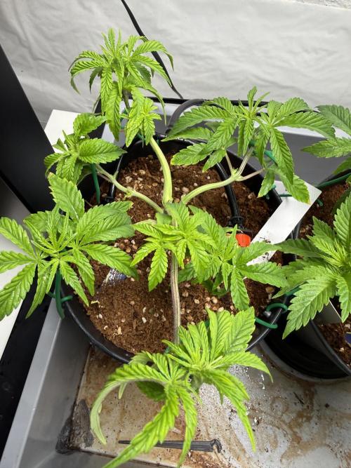 Wedding Cake - Super Strains. Week 5