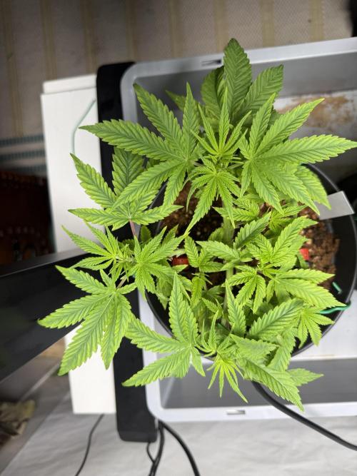 Wedding Cake - Super Strains. Week 5