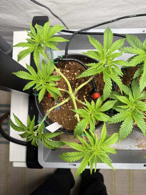 Wedding Cake - Super Strains. Week 6