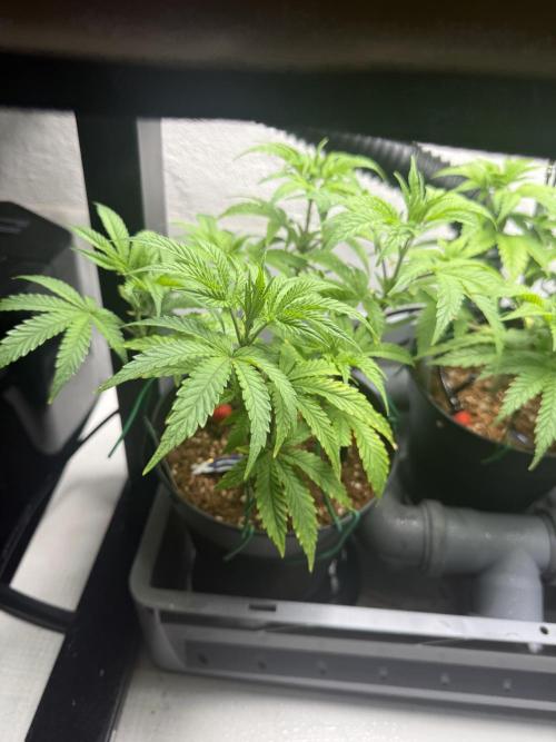 Wedding Cake - Super Strains. Week 6