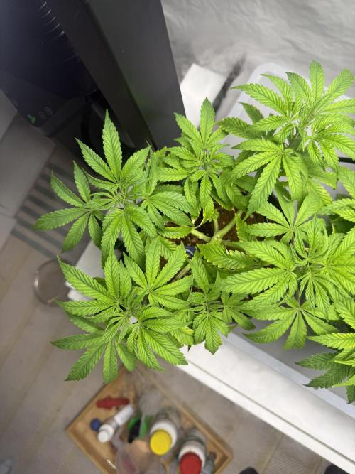 Wedding Cake - Super Strains. Week 6