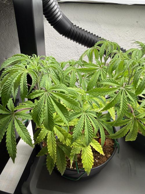 Wedding Cake - Super Strains. Week 7