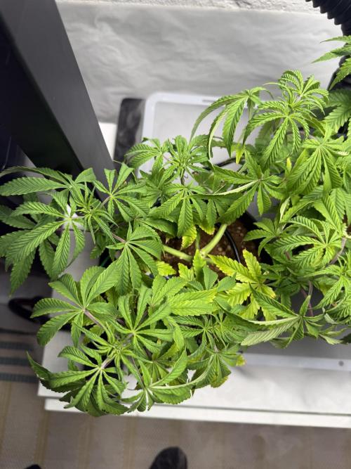 Wedding Cake - Super Strains. Week 7