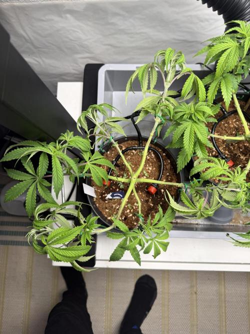 Wedding Cake - Super Strains. Week 7