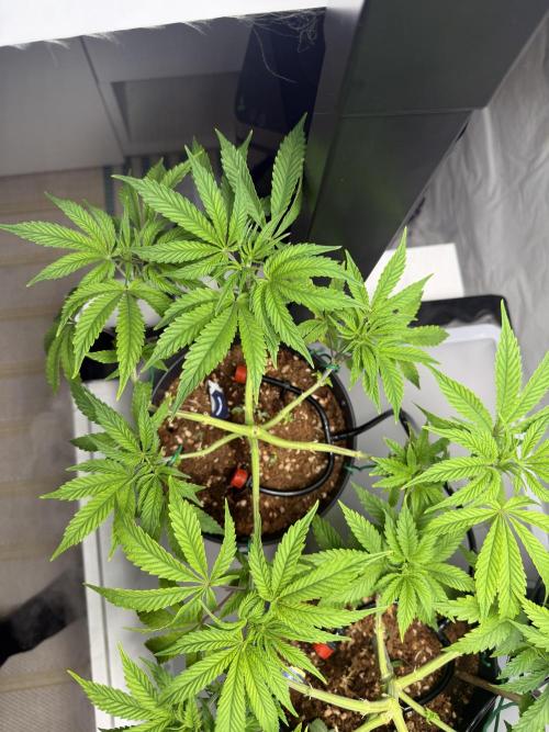 Wedding Cake - Super Strains. Week 8