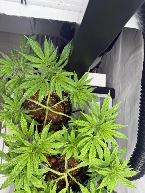 Wedding Cake - Super Strains. Week 8