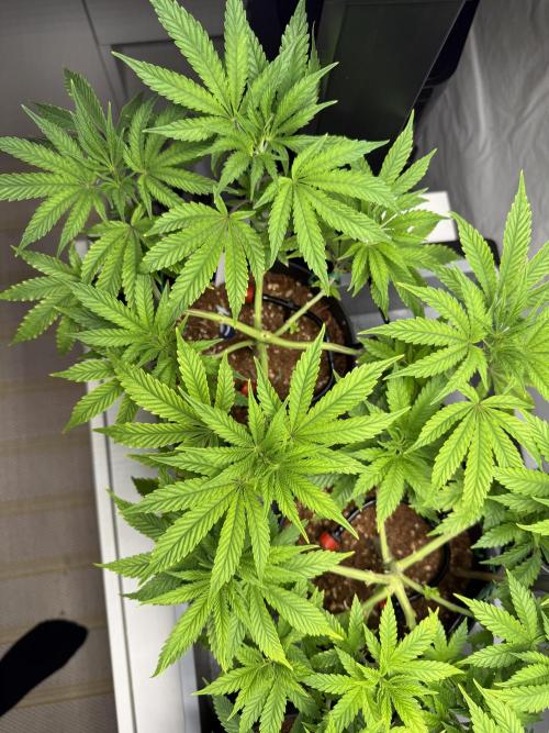 Wedding Cake - Super Strains. Week 8