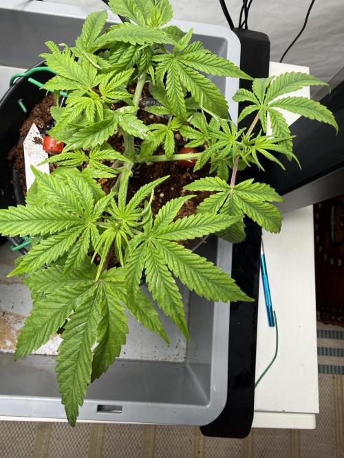 Hermana de la Noche - Super Strains. Week 5