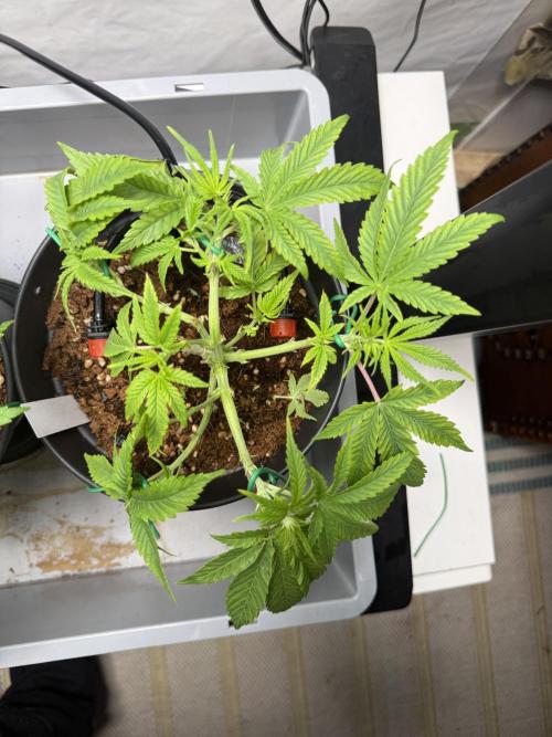 Hermana de la Noche - Super Strains. Week 6