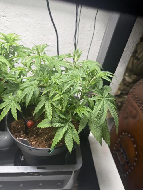Hermana de la Noche. Week 6