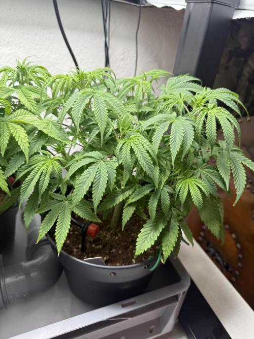 Hermana de la Noche - Super Strains. Week 7