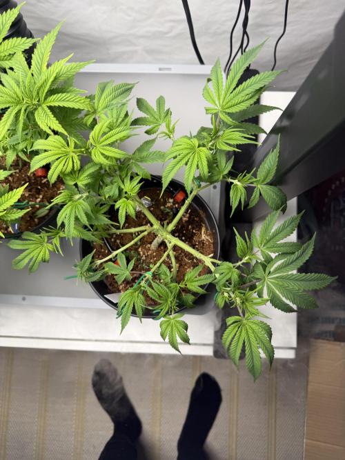 Hermana de la Noche - Super Strains. Week 8