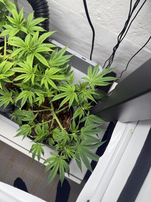 Hermana de la Noche. Week 8