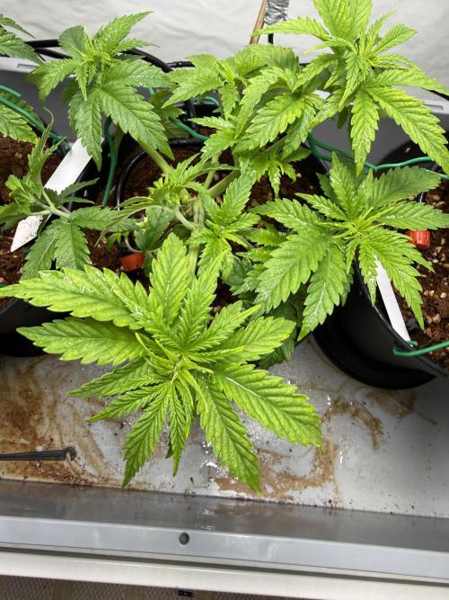 Amnesia - Super Strains. Week 5