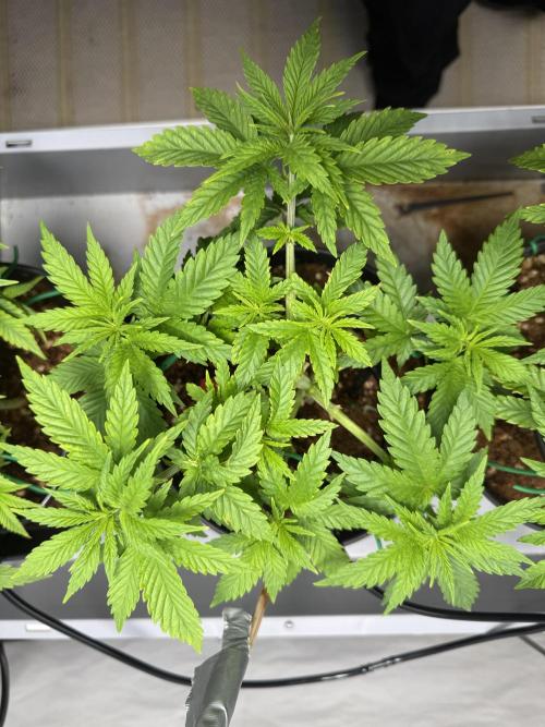 Amnesia - Super Strains. Week 5