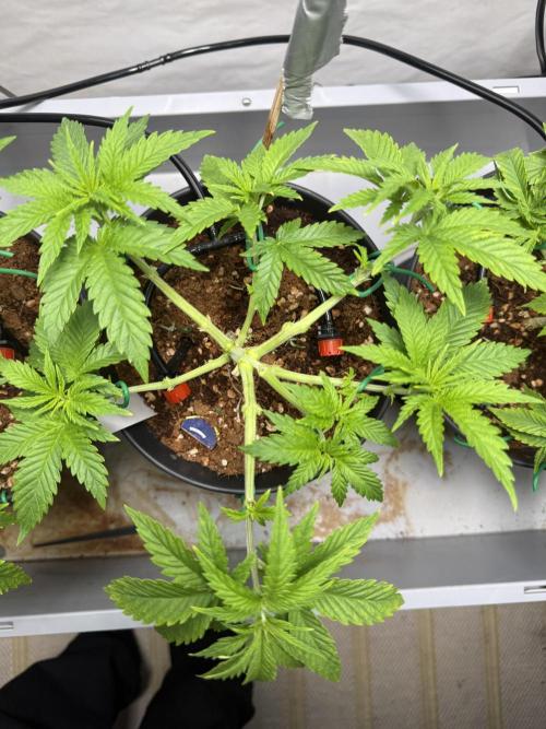 Amnesia - Super Strains. Week 6