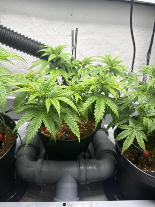 Amnesia - Super Strains. Week 6